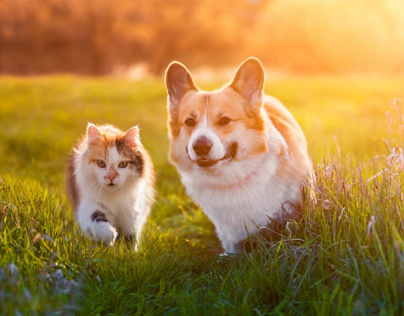 fluffy cat and corgi dog walking together in a grassy field at sunset